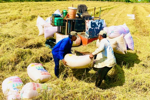 Thúc đẩy liên kết chuỗi giá trị lúa gạo, phát triển bền vững