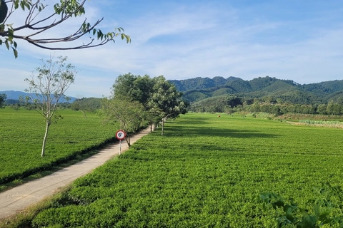 Hà Tĩnh: gần 1.300 ha cây trồng được cấp giấy chứng nhận VietGAP