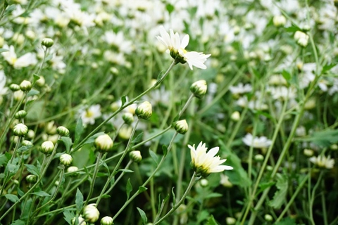 Ox-eye Daisy garden in Hanoi attracts thousands of visitors