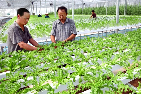 Hanoi needs to remove barriers to develop high-tech agriculture