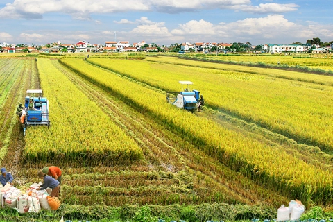 Institutional barriers restrict development of Vietnam farmland market