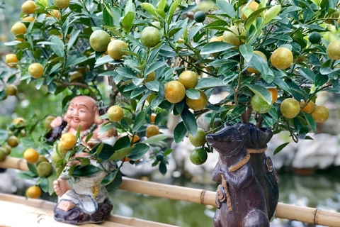 Gardeners in Hanoi gear up preparing bonsai trees for upcoming Tet holiday