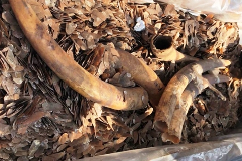 Vietnam seizes two tons of ivory, pangolin scales