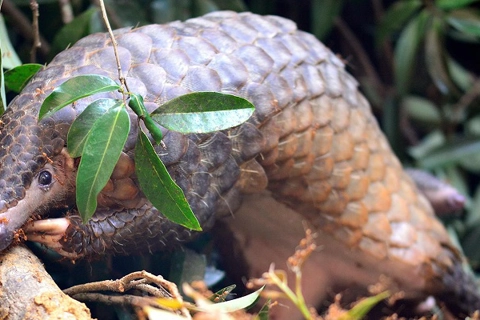 Vietnam seized 41 tons of wildlife specimens and products in 2013-2017