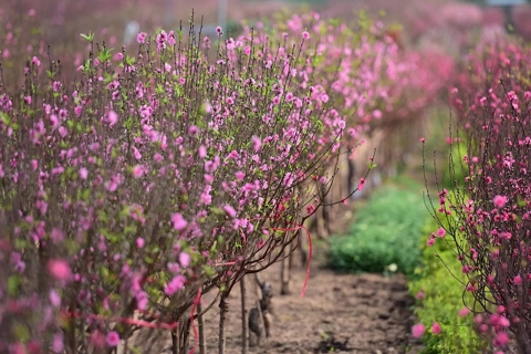 Nhat Tan peach trees in full blossom to welcome Tet