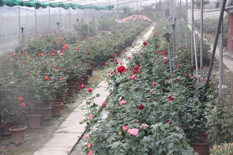 Hanoi’s largest flower region hard hit by pandemic