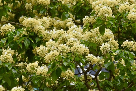 Ancient and unique crateva religiosa plant blooms in Hanoi’s village