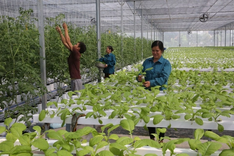 Hanoi deploys 14 hi-tech farming models in 2016-2020