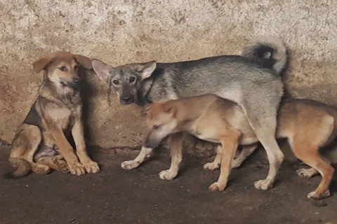 Less dog and cat meat comsumed in Hanoi, but still rampant