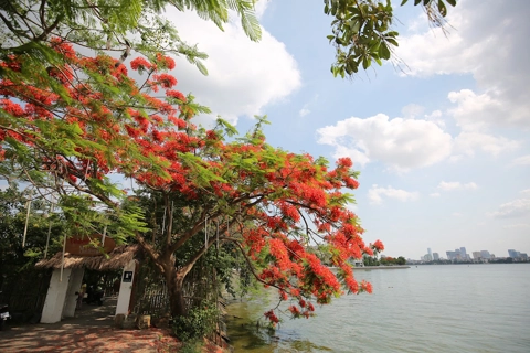 Hanoi’s streets covered by flamboyant flowers in summer