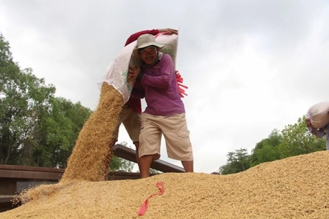 Vietnam may become world’s leading rice exporter in 2020: Minister