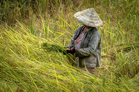 Keeping Asia and the Pacific fed during the pandemic