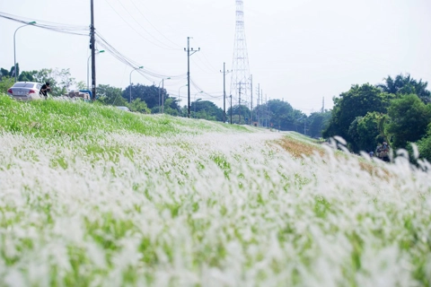Hanoi becomes romantic with blooming of white reeds