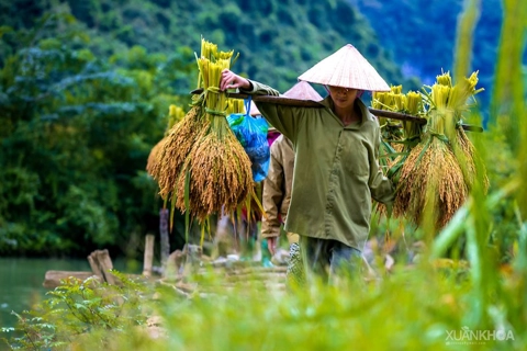 Foreign travel agencies plans to bring tourists to Vietnam early 2021 