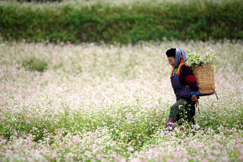 Vietnamese travelers shift to exploratory tours in post Covid-19: Google