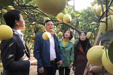 Hanoi to spend $10.7m on developing special pomelo varieties