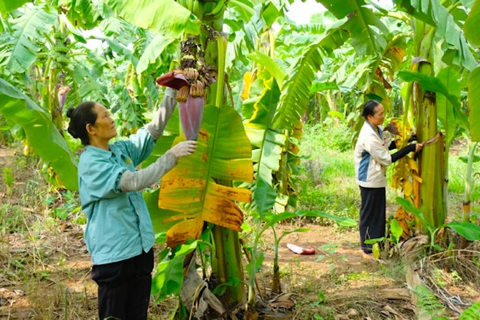 Hanoi strives to export 30% of its annual banana output in 2021-25