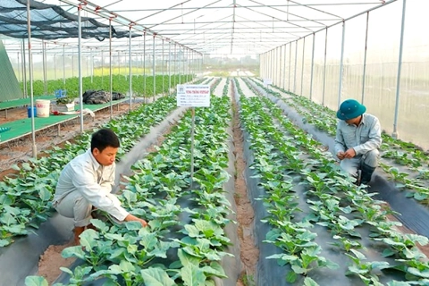 Vietnam and international partners boost cooperation on agriculture