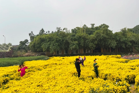 Ho Tay Flower Valley: An ideal venue to take photos in Hanoi