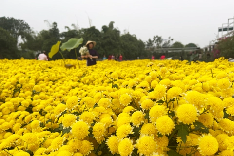 Ho Tay Flower Valley: An ideal destination for flower lovers in Hanoi 