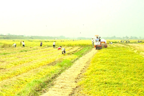 Vietnam continues restructuring rice cultivation