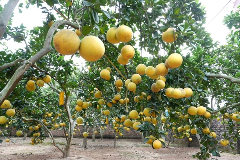 Dien Pomelo – the meaningful valuable gift for Tet holiday