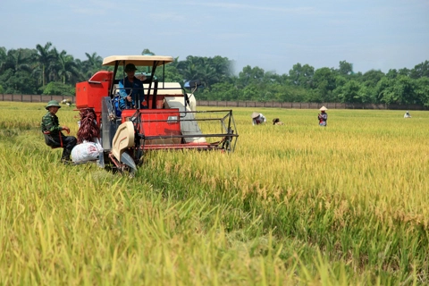 Rice fields at the outskirts of Hanoi seen from above – A green picture of countryside
