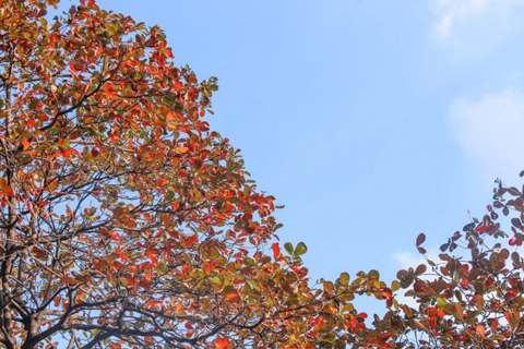 Snapshots of beautiful tropical almond leaves in Hanoi's Imperial Citadel