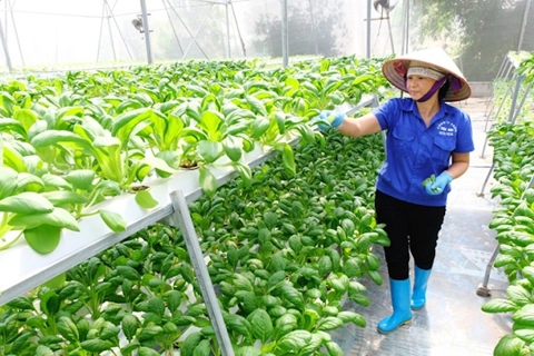 Hanoi agriculture strives to grow at least 3% this year