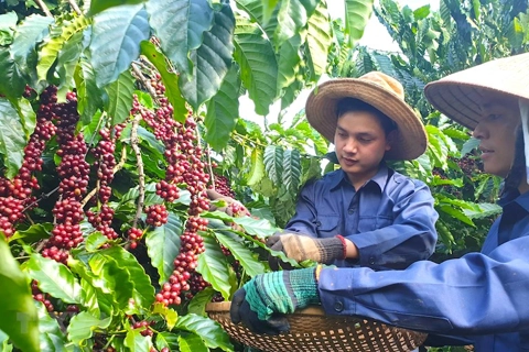 Vietnam coffee export strives to gain turnover of US$6 billion by 2030