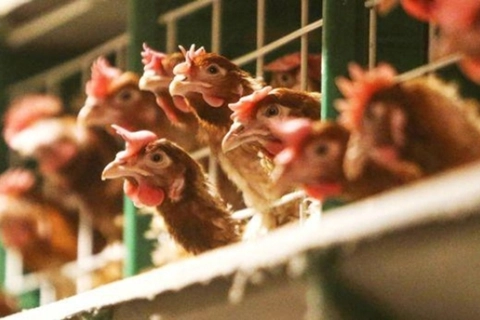 Vietnam to import over 133 million doses of avian flu vaccine