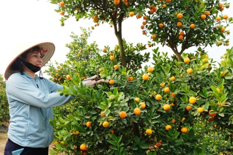 The largest Kumquat garden in Hanoi is ready for Tet