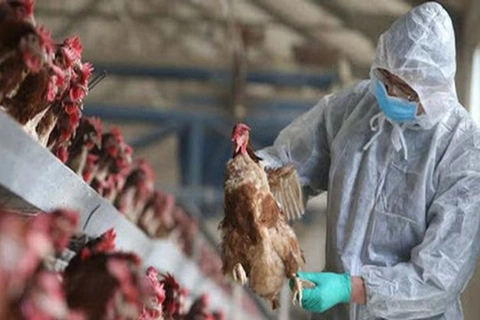 Prime Minister urges fight against avian flu in Vietnam