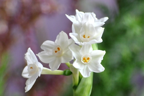 Pleasure for narcissus flower at Tet 