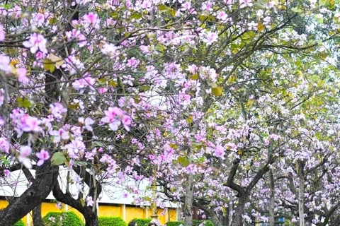 Ban trees in full bloom in Hanoi