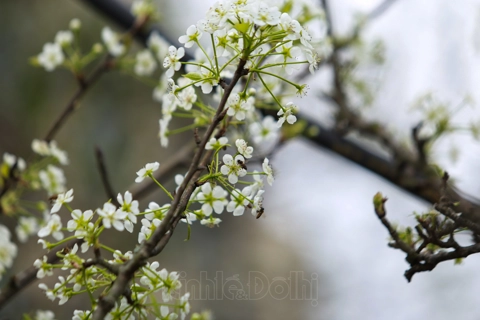 Stunning wild pear flowers in Hanoi streets