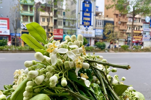 Scent of grapefruit flowers filled up streets of Hanoi 