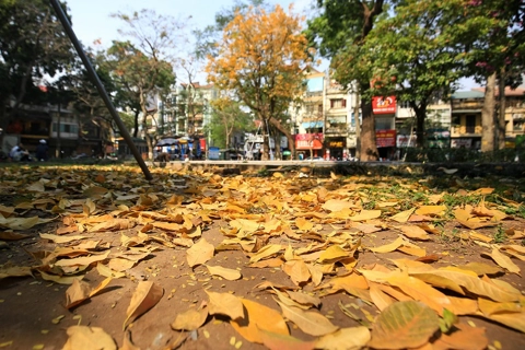 A gentle Hanoi in the leaf-changing season