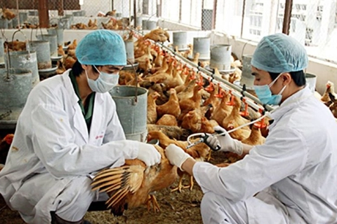 Vietnam warned to be on high alert of H5N8 avian flu strain