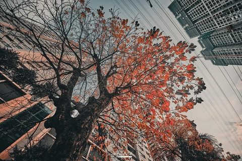 Old green trees - a special heritage of Hanoi