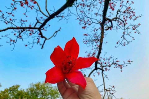 Brilliant Hanoi streets in Hoa Gao season 