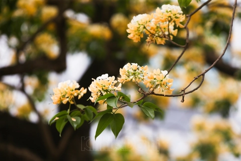 Uniquely in Hanoi: the 300-year-old Bun Flower Tree in full bloom 