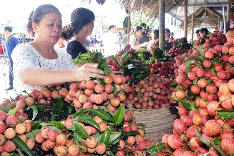 Hai Duong lychee to be sold on e-commerce sites