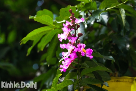 Lagerstroemia tinges Hanoi streets with purple color