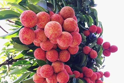 Chinese traders allowed to enter Vietnam for lychee purchase 