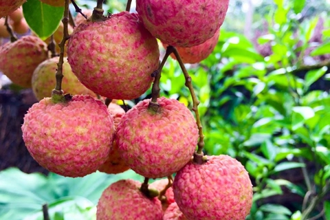 Vietnam seeks ways to consume lychee in Bac Giang epicenter 