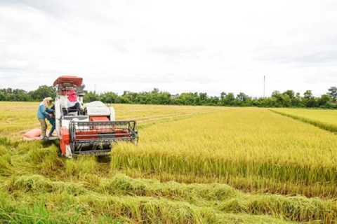 Rice exporter to benefit from the Philippines' tariff reduction