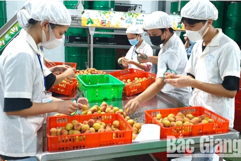 First batches of Bac Giang lychees exported to Japan 