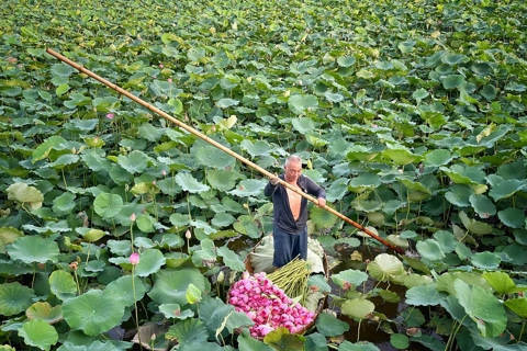 Old man preserves West Lake lotus tea making 