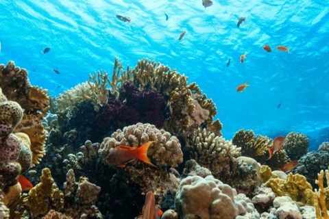 World Oceans Day 2021 calls for stopping plastic pollution